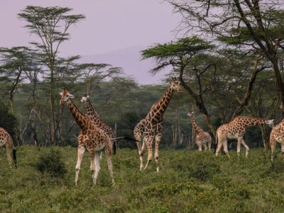 jirafas tanzania